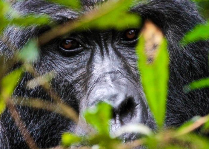 bwindi forest