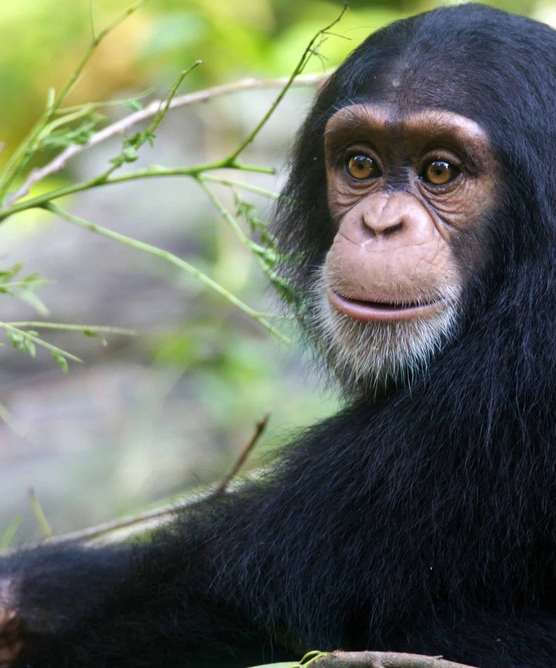 uganda safaris