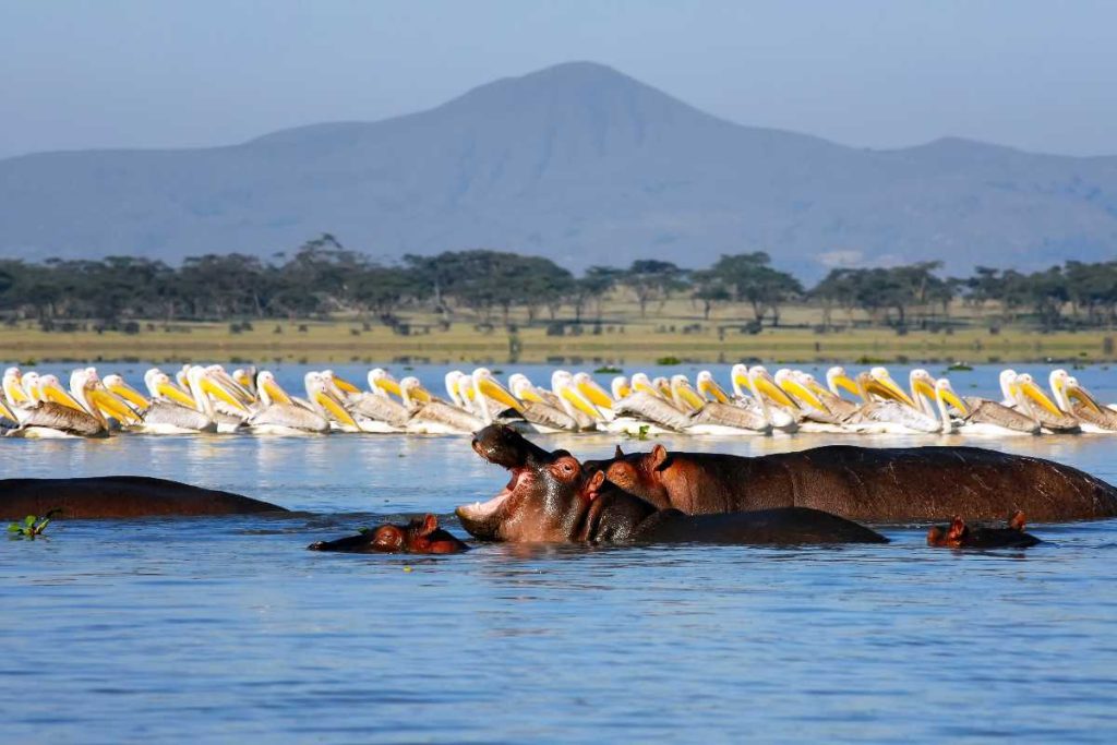 lake naivasha deals
