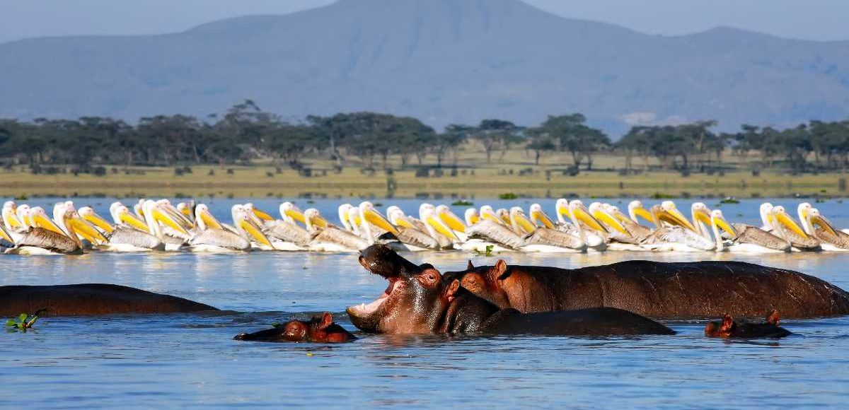 lake naivasha deals