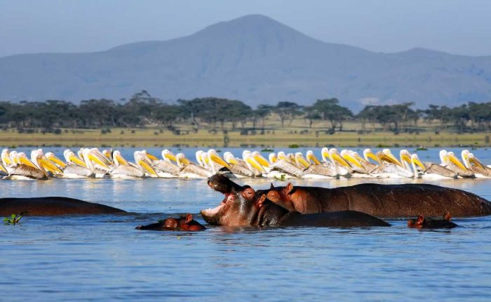 lake naivasha deals