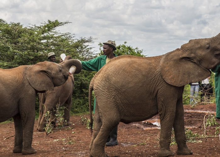 sheldrick nairobi