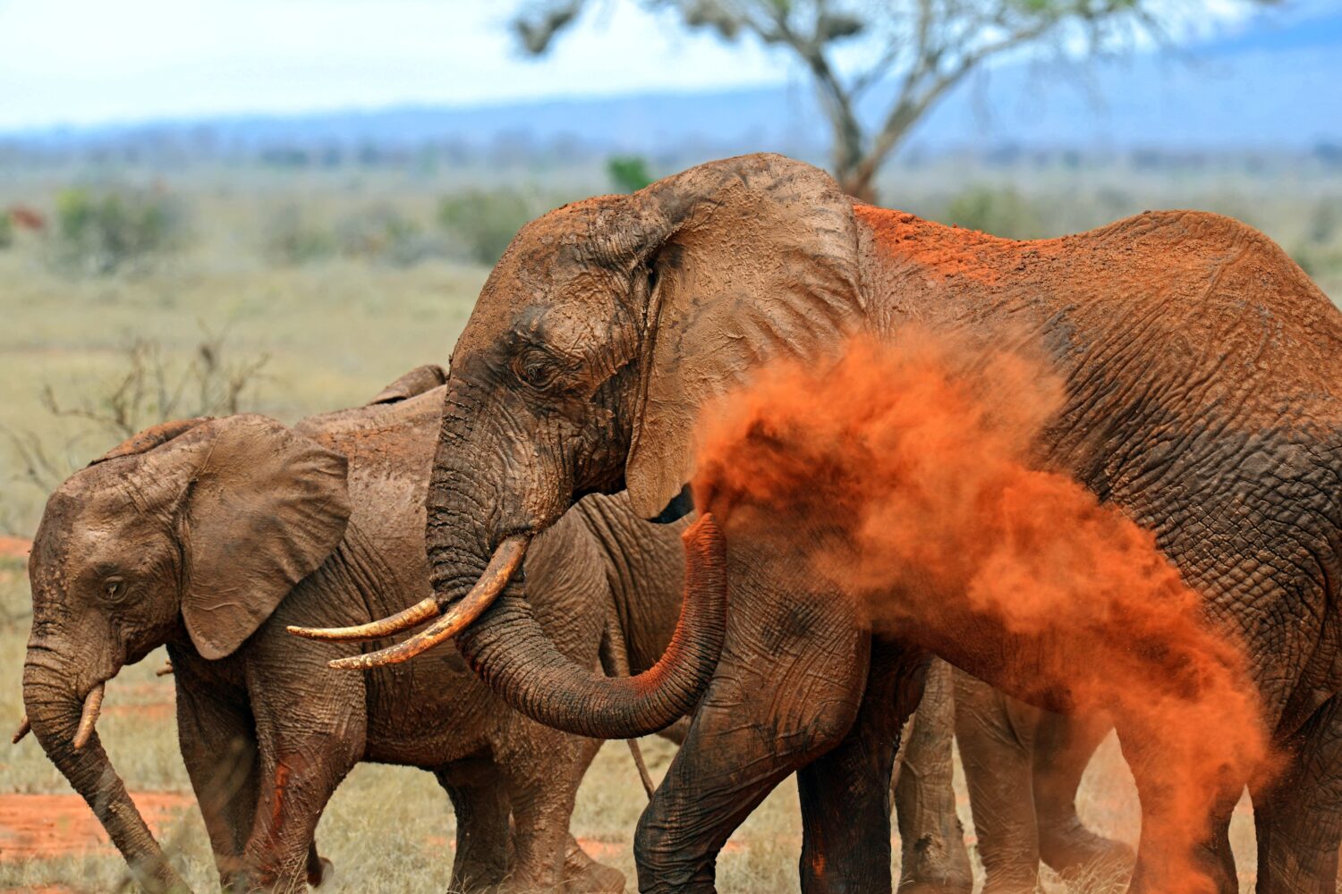 Tsavo East elephants