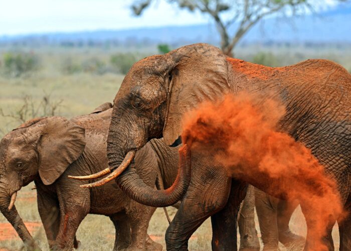 Tsavo East elephants