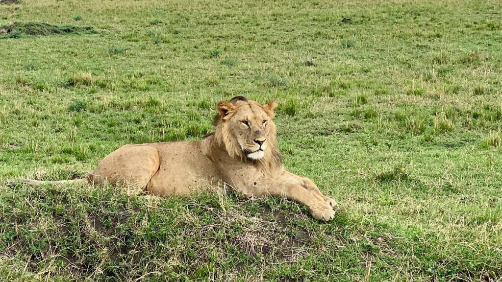 Mtito Safari Camp wildlife