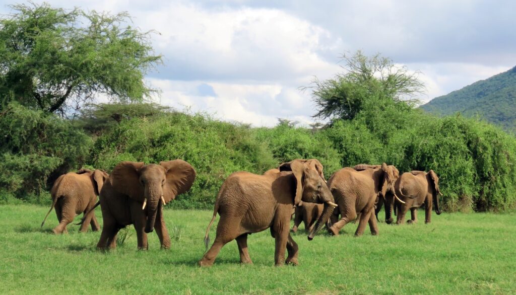Samburu Riverside Camp wildlife
