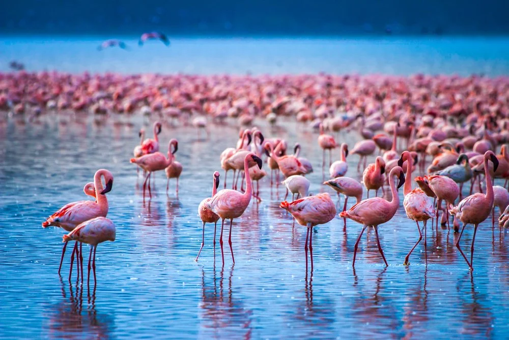 Lake Nakuru Lodge
