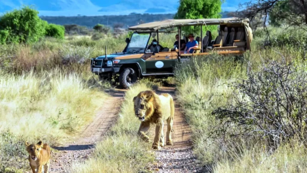 safari