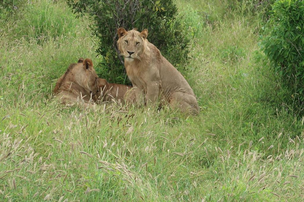 Tausa Tsavo Eco Lodge