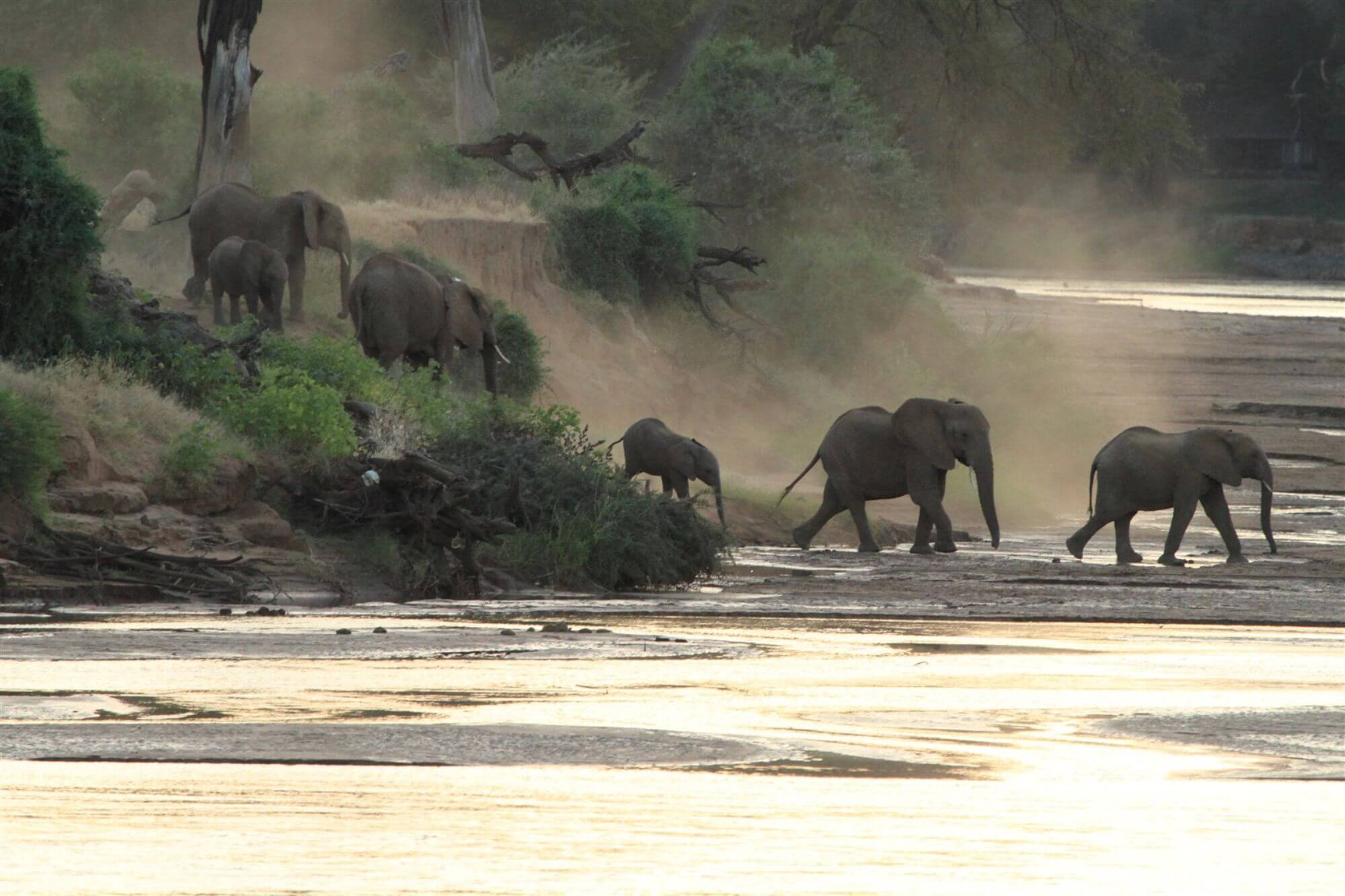 Lions King Bush Camp