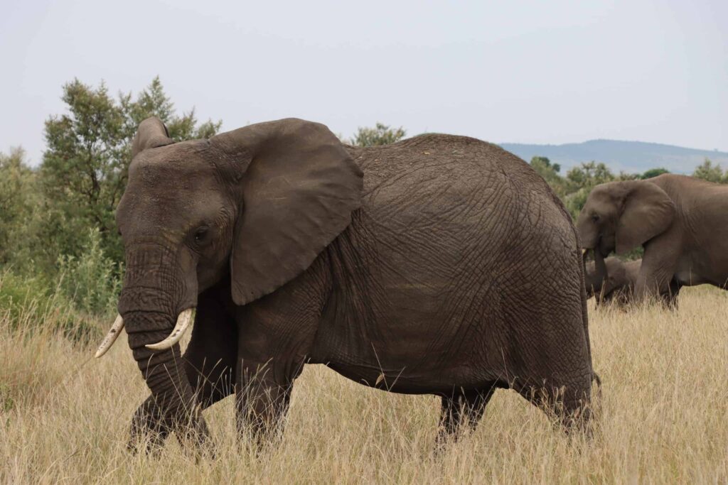 Wildlife experience Goshen Mara Camp