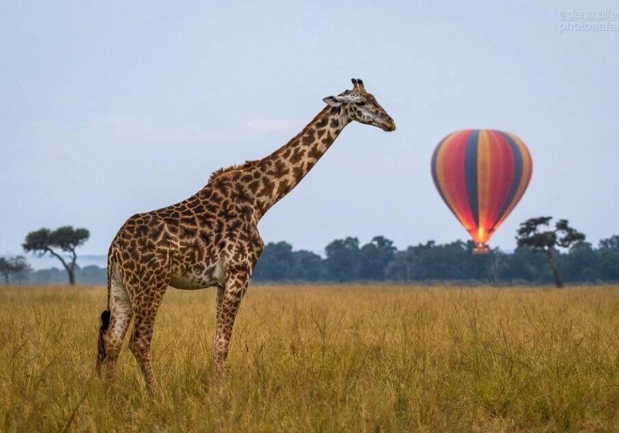 Mara Chui Resort wildlife