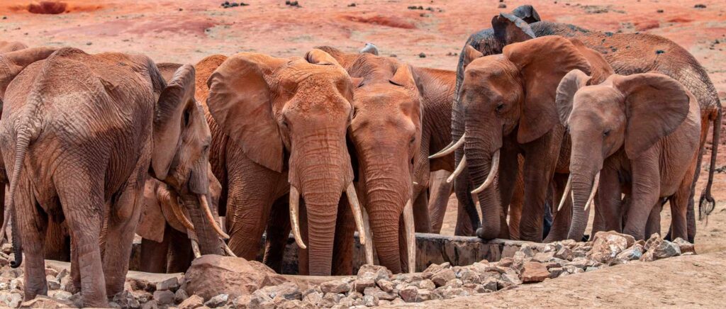 sentrim tsavo