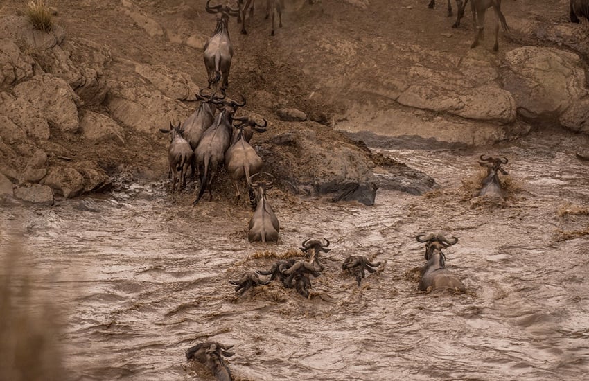Sarova Mara Game Camp