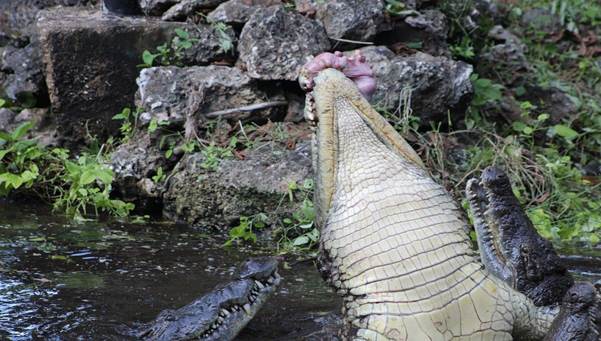 Mamba Village Mombasa