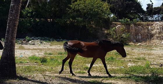 Mamba Village Mombasa