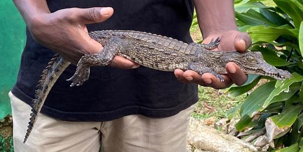 Mamba Village Mombasa