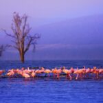 Lake Nakuru national Park