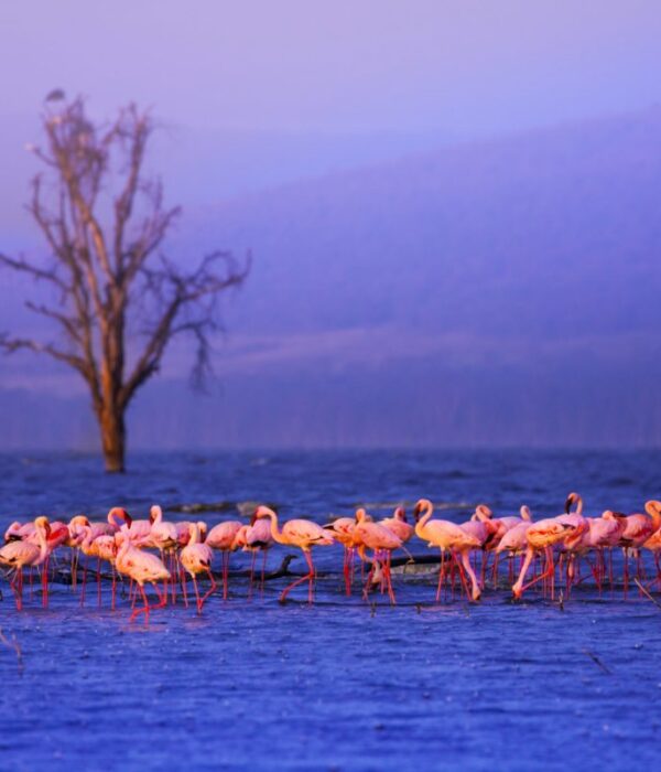 Lake Nakuru national Park