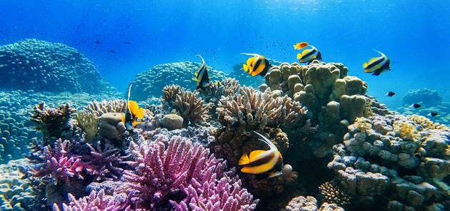Crystal clear blue ocean waves stretching to the horizon in a tropical paradise – Adequate Safaris
