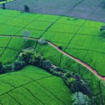 Best time to visit Tigoni