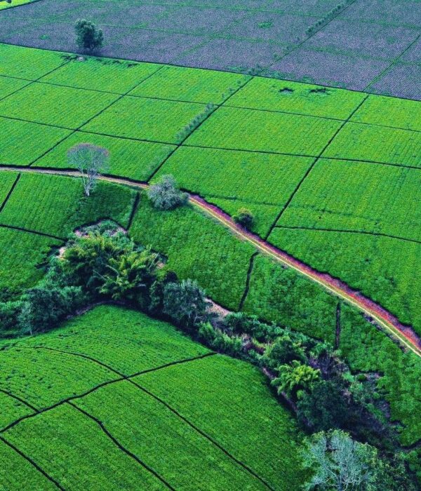 Best time to visit Tigoni