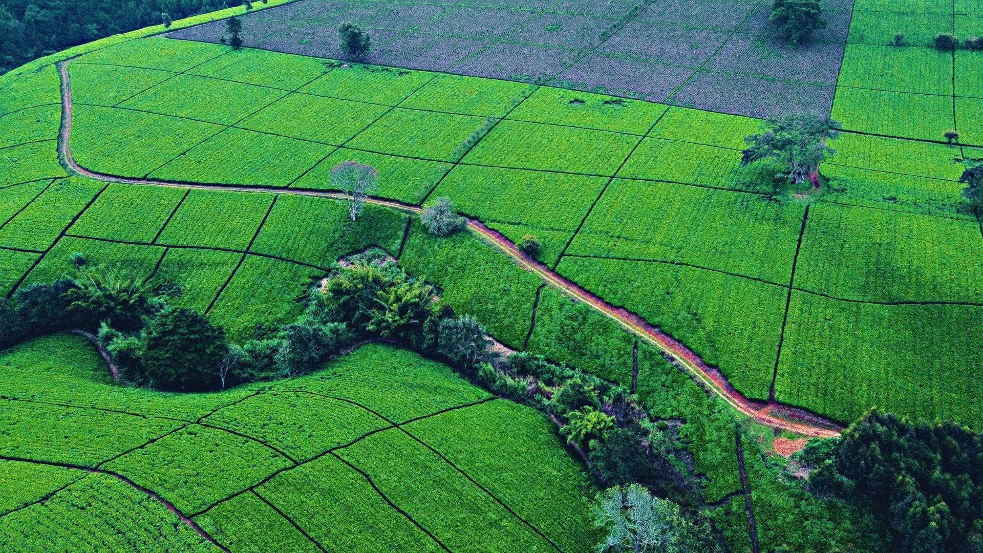 Best time to visit Tigoni