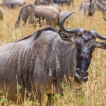 Tanzania safari tours