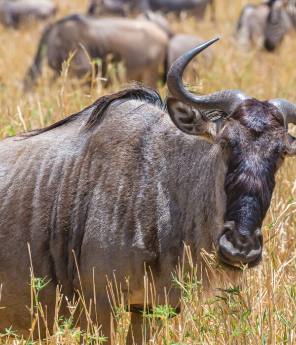 Tanzania safari tours